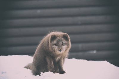 白天拍摄雪地上的棕色动物